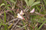 Eastern milkpea